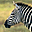 Zebras Free Screensaver 2.0.2 32x32 pixels icon