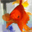 Free Goldfish Screensaver 1.0 32x32 pixels icon