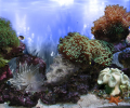 AR :: Amazing 3D Aquarium ADD-on  ::  Coral Landscape-1 Screenshot 0