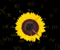 Sunflower Clock ScreenSaver Screenshot 0