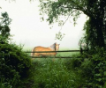 Horse in the Mist Screenshot 0